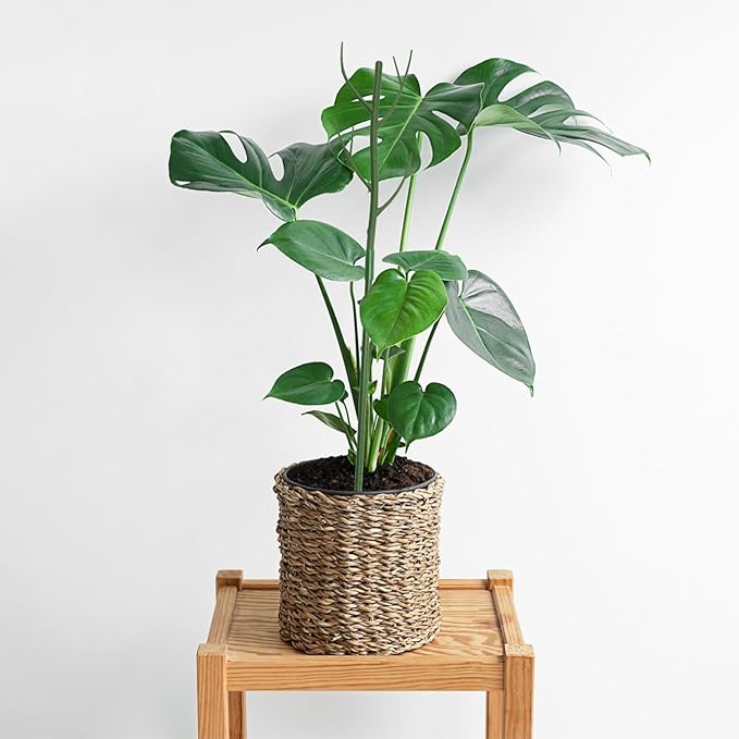 12 Pack Monstera Plant Support Stakes, 27.5 Inch Natural Looking Detachable Plant Stakes for Climbing Plants, Includes 16 Orchid Clips & 12 Twist Ties & 65ft Garden Tie Outdoor Indoor