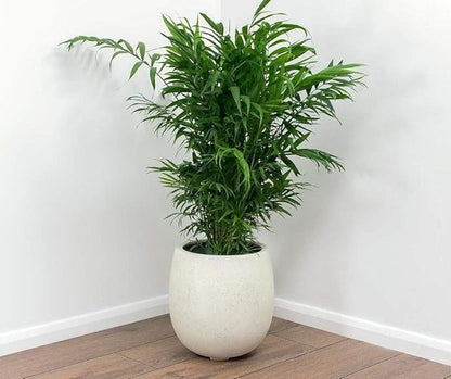 Seeds Parlor Palm Chamaedorea Indoor Perennial Tree