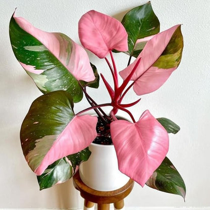 Philodendron Pink Princess Live Plant | Pink Princess Philodendron in 4 Inch Pot | Easy Plants Live Houseplants for Home & Office Décor