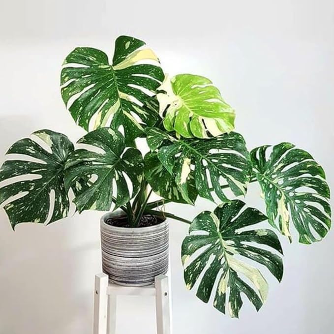 2 Count Thai Constellation Monstera Plants Live | Philodendron Live Plant | Decorative Variegated Monstera Live Plant | 4 to 5 Inch Tall | Green and Cream Color for Decor