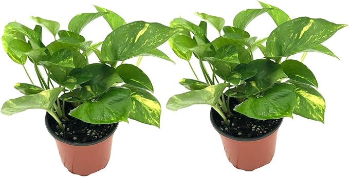 Live Pothos Plant - Epipremnum aureus Golden Pothos Plant - ragnaroc Tropical Plant 5-8” Tall - 2ct Live Arrival Guaranteed - Low Maintenance House Plants for Home Decor & Gift