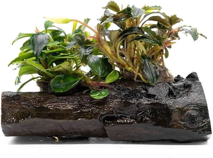 SubstrateSource Live Planted Decor - Bucephalandra Mix on Driftwood (Farmed) - Green Iridescent Aquatic Plants, Low to Medium Light, Foreground to Midground Tank Placement for Aquascaping - 1 Pack