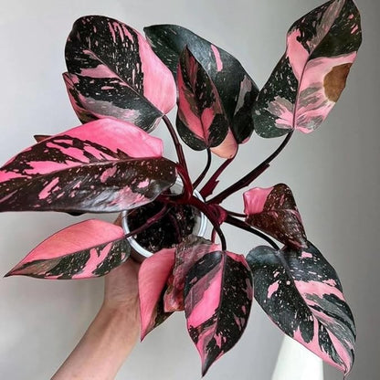 Philodendron Pink Princess Live Plant | Pink Princess Philodendron in 4 Inch Pot | Easy Plants Live Houseplants for Home & Office Décor