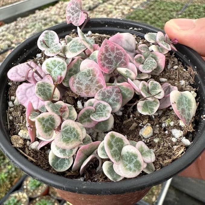 Ceropegia Woodii Variegated String of Hearts Plant Live, Rare Succulent Trailing Vine in Pot, Indoor Houseplant