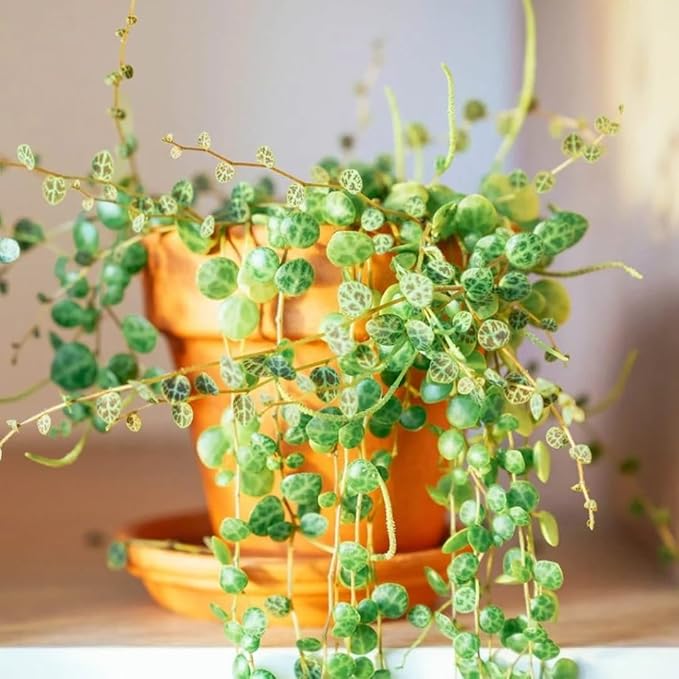 String of Turtles Live Plants, Easy Indoor Trailing Succulent in 3" Pot, Hanging Succulent Houseplant Indoor Outdoor Planting