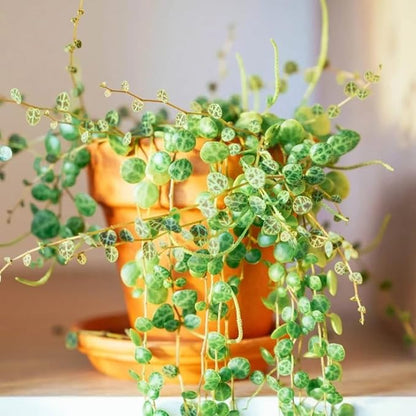String of Turtles Live Plants, Easy Indoor Trailing Succulent in 3" Pot, Hanging Succulent Houseplant Indoor Outdoor Planting