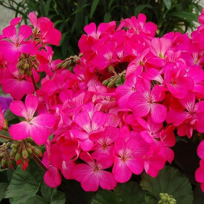 Park Seed Geranium Flowering Plant Seeds, Nano Pink Compact Variety with Full-Sized Blooms on Petite Plants, Great for Indoors or Small Spaces, Pack of 10
