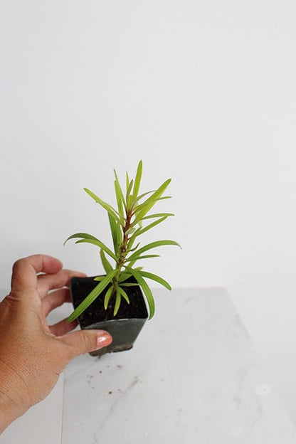 My Shelfie – Podocarpus Macrophyllus Maki Tree (Japanese Yew), 2-Inch Live Evergreen Bonsai Starter Plant for Outdoor Garden, Hedge, or Landscape Décor (1)
