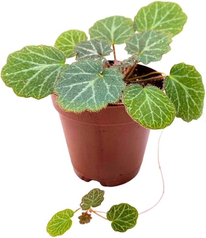 Strawberry Begonia 2 inch Saxifraga stolonifera Creeping Saxifrage Legacy Heritage Plant