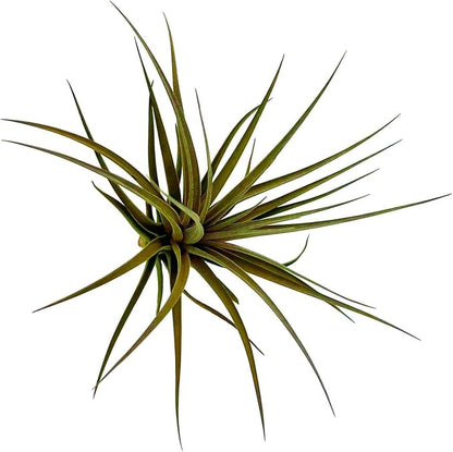 Air Plants - Flowering Tillandsia Stricta Large 5" - 3ct - Live Arrival Guaranteed - House Plants for Home Decor & Gift