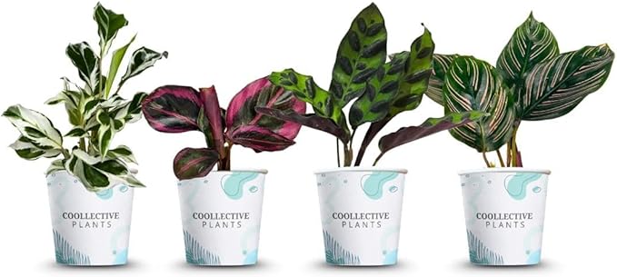 CoollectivePlants Calathea Plant Live Collection – Set of 4 Live Calathea Plant Varieties in Grower's Pot, Live Indoor House Plants, House Plants Indoors Live