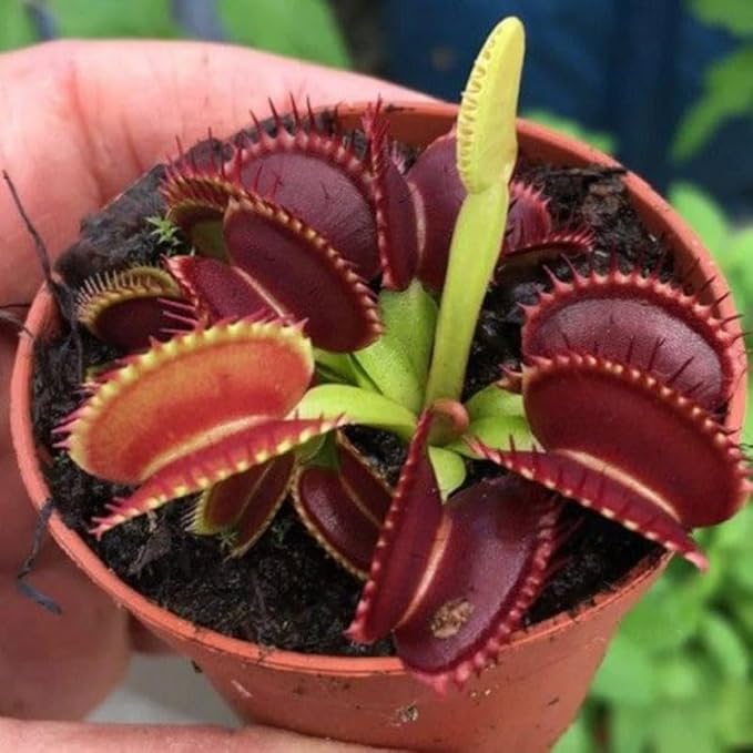 3 Starter Venus Dragon Fly Trao Live Plant in Pot, Live Venus Fly Traps for Terrarium Outdoor Indoor Gardening
