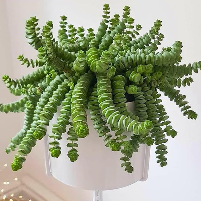 String of Buttons Live Plants, Easy Indoor Trailing Succulent in 4" Pot, Hanging Succulent Houseplant Indoor Outdoor Planting