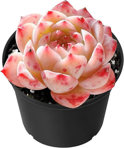 Sprout N Green Echeveria 'Red Velvet', Rare Live Succulent Plant Fully Rooted in 2" Planter with Soil, Home Office Indoor Outdoor Wedding Decoration DIY Projects Party Favor