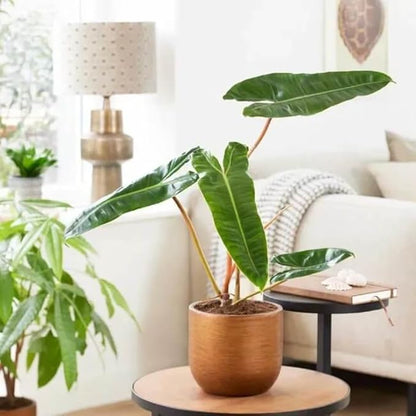 Variegated Philodendron Live Plant 4-8 Inches, Rare Indoor Houseplants for Container Growing (Billiataie Philodendron)