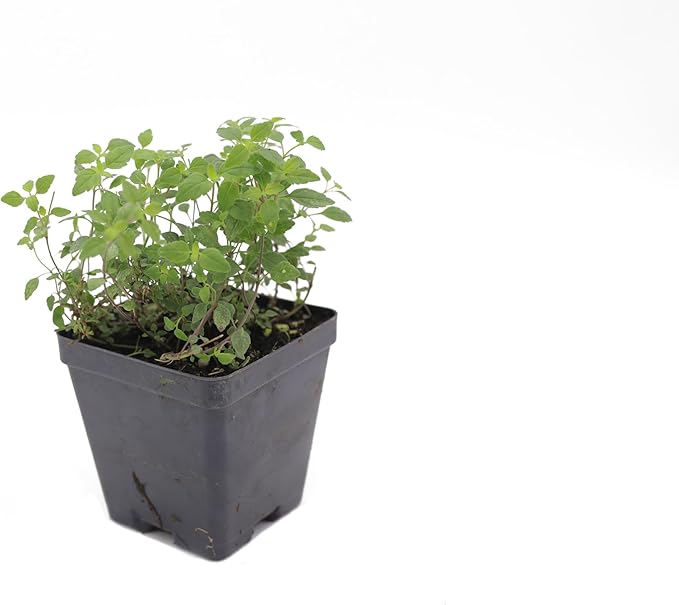 Greenwood Nursery: Live Ground-Cover Plants - 'Georgia Blue' Creeping Speedwell + Veronica Peduncularis - [Qty: 2X Pint Pots] - (Click for Other Available Plants/Quantities)