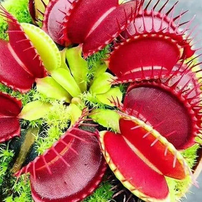 Set 3 Dragon Venus Fly Traps Live Plant, Starter Plants Ready for Outdoor Terrarium Garden