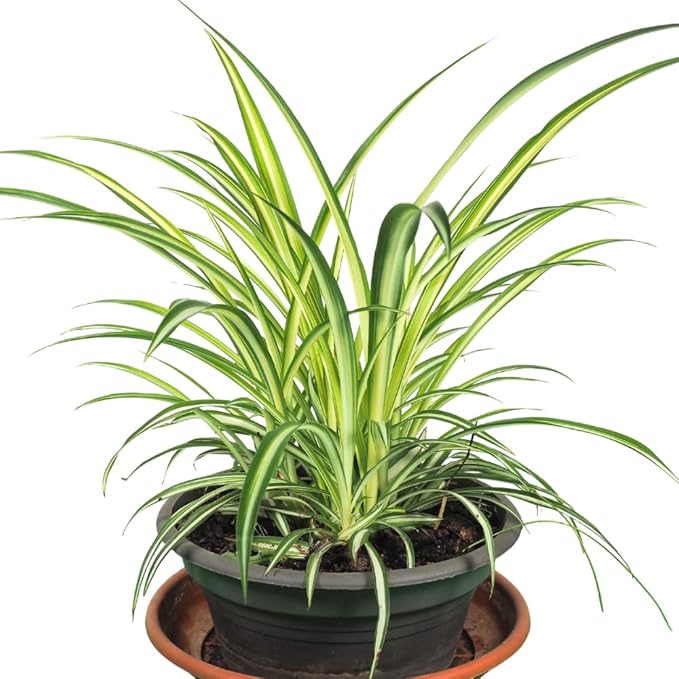 Curly Spider Plant Live 4 Inch Pot, Variegated Curly Leaves, Low Maintenance, Houseplant, Air Purifying