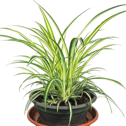 Curly Spider Plant Live 4 Inch Pot, Variegated Curly Leaves, Low Maintenance, Houseplant, Air Purifying