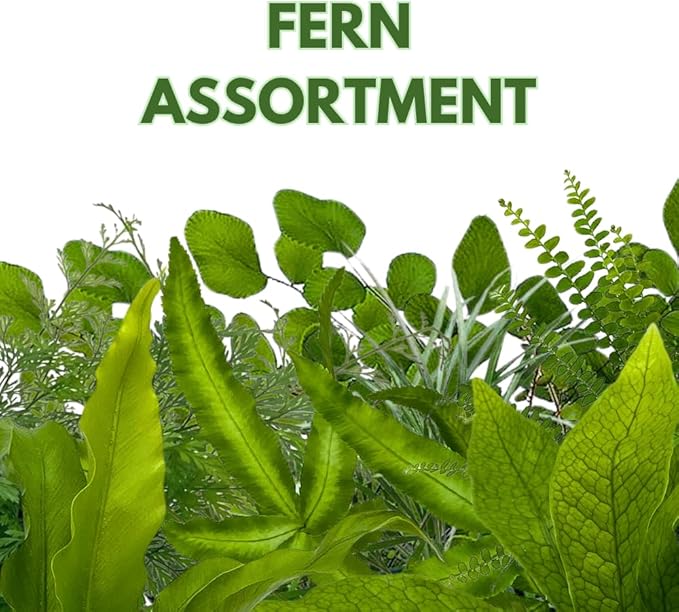 BubbleBlooms Fern Variety Assortment, 6 Different Ferns in 2 inch pots Tiny Mini Pixie Plants