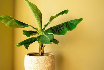 Gardenera Banana Tree Potting Mix - High-Performance Formula for Vibrant Growth and Abundant Fruit Production - Unlock The True Potential of Your Banana Trees (20 Quart)