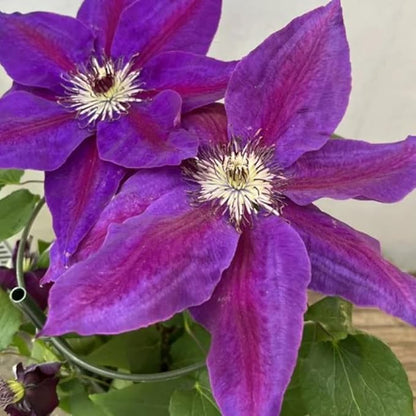 Deep Purple Clematis Vine Plant Live, Clematis Plant Live in 2.5 Inch Pot, Outdoor Garden