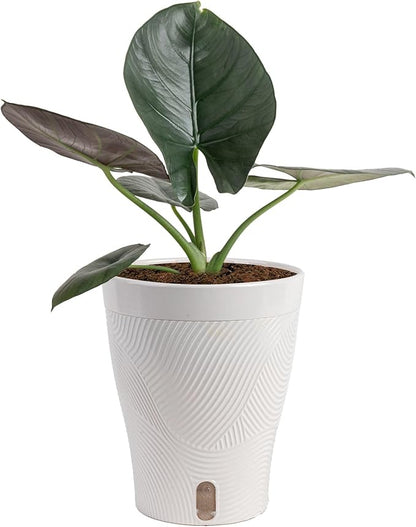 Costa Farms Alocasia Regina Live Plant in Self Watering Pot, Indoor Houseplant, Perfect for Home, Room, or Office Decor, Great House Warming or Birthday Gift, 12-18 Inches Tall