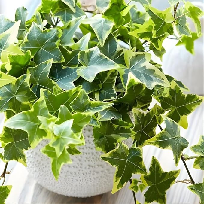 Gold Child English Ivy Live Plants in 4” Inch Pot | Hardy Gold Child English Ivy Indoor Plant for Fresh Home Greenery | Low-Maintenance English Ivy Houseplant Ideal for Home Décor
