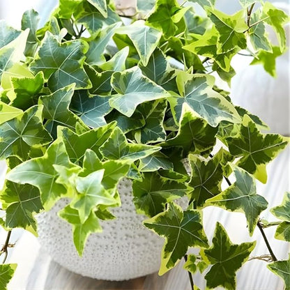Gold Child English Ivy Live Plants in 4” Inch Pot | Hardy Gold Child English Ivy Indoor Plant for Fresh Home Greenery | Low-Maintenance English Ivy Houseplant Ideal for Home Décor