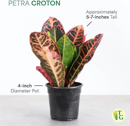 Thorsen's Greenhouse Live Petra Croton Plant, Codiaeum Variegatum, Colorful Foliage, Live Indoor Houselant (Coffee, 4-inch Pot)