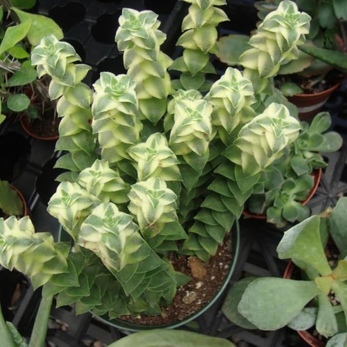 Variegated String of Buttons Live Plants, Easy Indoor Trailing Succulent in 4" Pot, Hanging Succulent Houseplant Indoor Outdoor Planting