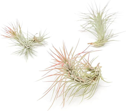 Red Colorful Tillandsia Air Plants - Long Lasting Color Enhanced Live Tillandsia Succulent House Plants - Home and Garden Decor - Easy Care Indoor/Outdoor Plants (Funckiana, Pack of 3)