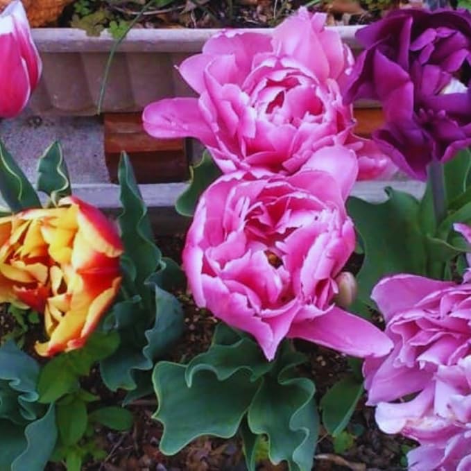 10 Tulip Bulbs for Fall Planting Bulk, Tulip Bulb, Perennial Flower Bulbs for Garden Growing, Tulip Bulbs Bulk (Double Mix)