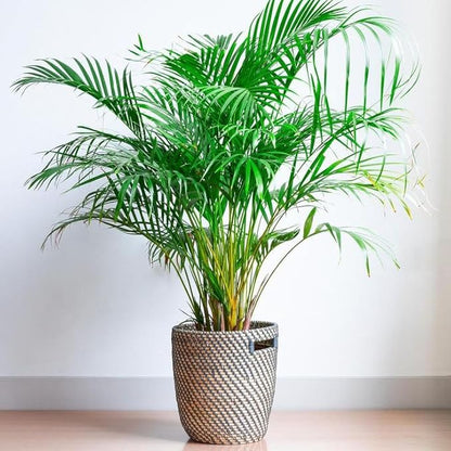 Seeds Parlor Palm Chamaedorea Indoor Perennial Tree