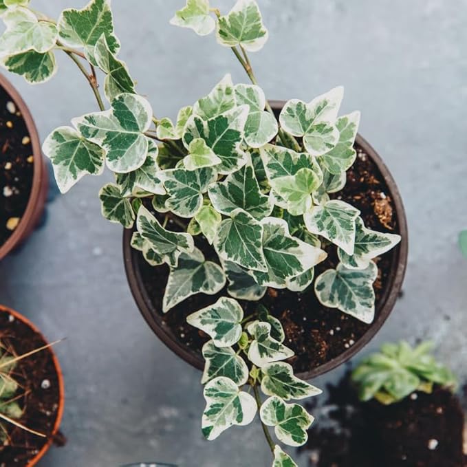 Live English Ivy Plant, Live Indoor Houseplant 4 Inch Pot, Hardy Groundcover, Trailing, Climbing Plants - Variegated Cream Ivy
