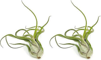 ragnaroc Air Plants - Flowering Tillandsia Caput Medusae, Large 5-7" - 2ct - Live Arrival Guaranteed - House Plants for Home Decor & Gift