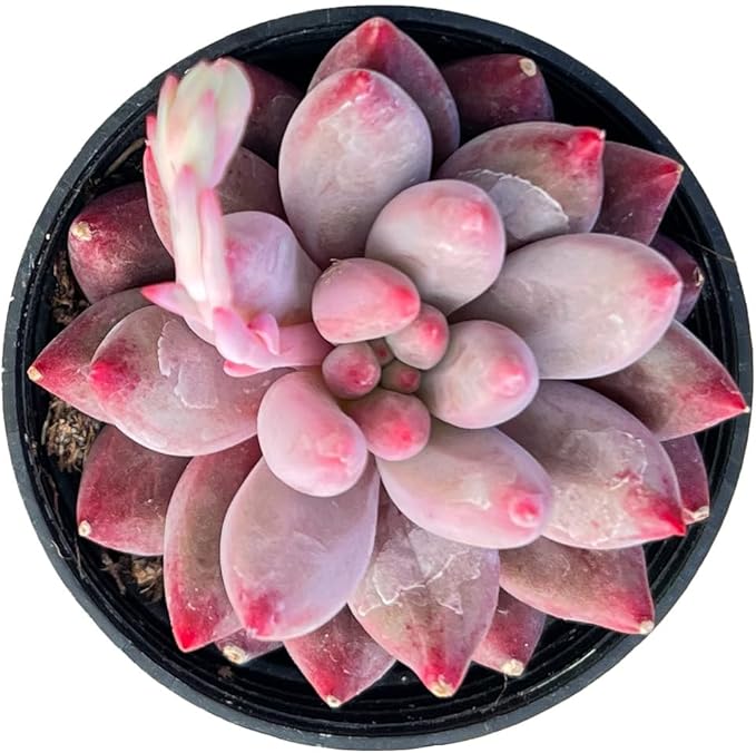 Sprout N Green Echeveria Goldfish, Rare Live Succulent Plant Fully Rooted in 2" Planter with Soil, Home Office Indoor Outdoor Wedding Decoration DIY Projects Party Favor