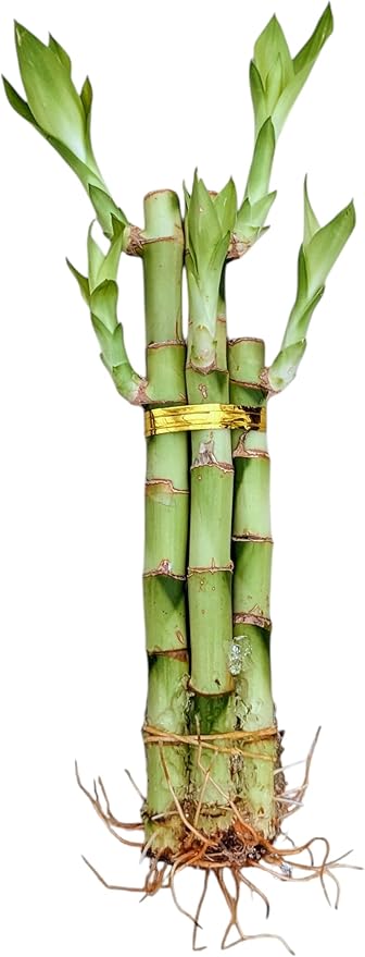 Live Lucky Bamboo Plant, 5 Stalks Bundle with 3 Six-Inch and 2 Eight-Inch Stems, Natural Indoor Houseplant