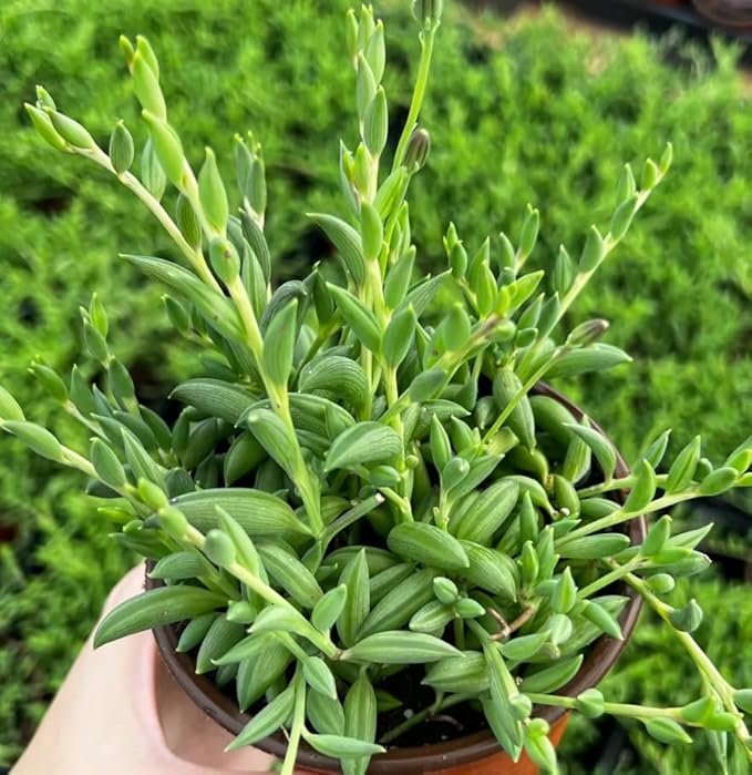 String of Pearls Plant Live 4 Inch Pot, Rare Succulents Plants in Hanging Baskets, Trailing Succulent Houseplant for Home Office (String of Banana)