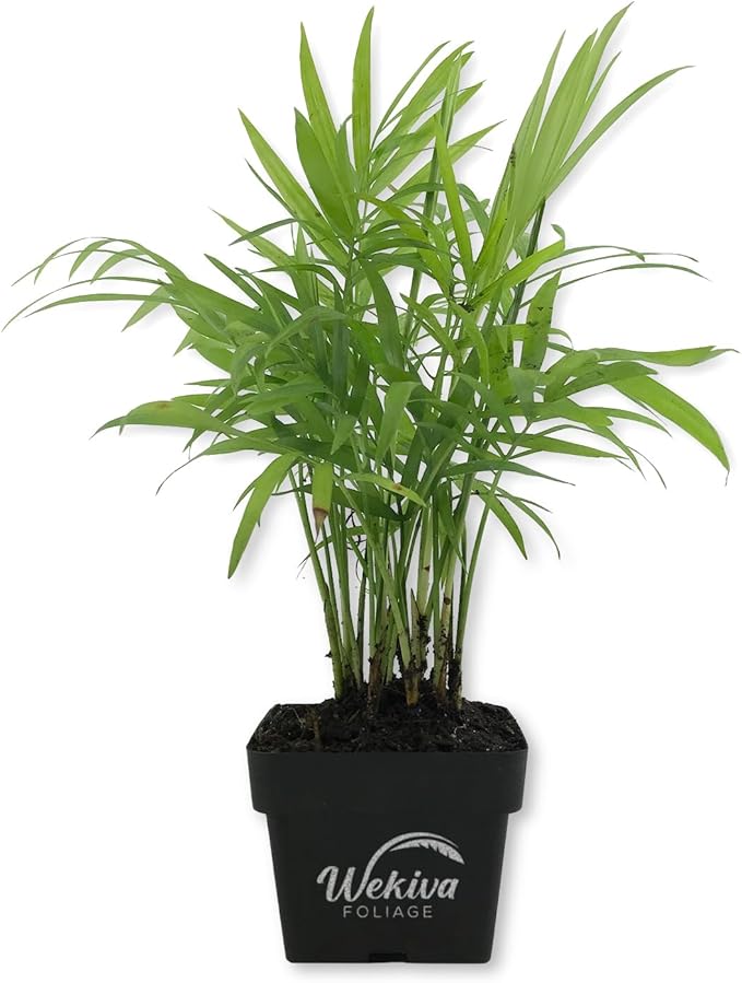 Neanthe Bella Parlor Palm - Live Plant in a 3 Inch Pot - Chamaedorea Elegans - Beautiful Clean Air Indoor Houseplant