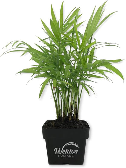 Neanthe Bella Parlor Palm - Live Plant in a 3 Inch Pot - Chamaedorea Elegans - Beautiful Clean Air Indoor Houseplant