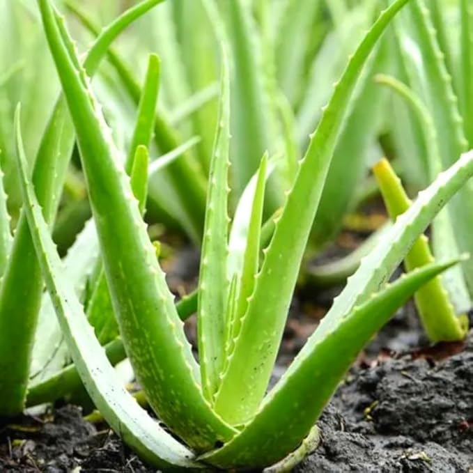Live Aloe Vera Plant, Aloe Vera Plant Live, 4 Inc Potted, Live Aloe Vera Plant Indoor, Succullent Plant Live for Garden