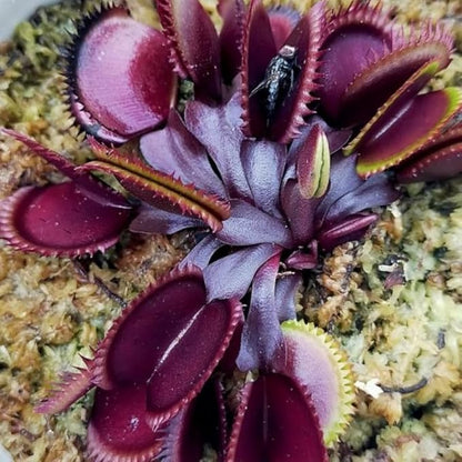 Set 3 Dragon Venus Fly Traps Live Plant, Starter Plants Ready for Outdoor Terrarium Garden