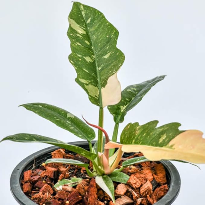 Variegated Philodendron Live Plant 4-8 Inches, Rare Indoor Houseplants for Container Growing (Fire Philodendron)