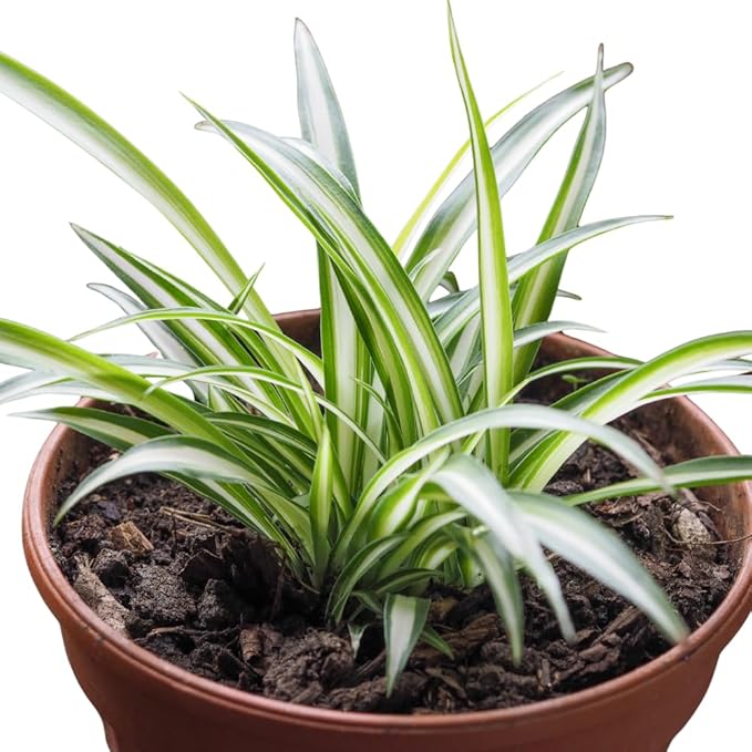 Curly Spider Plant Live in 4 Inch Pot, Air Purifying Houseplant, Tropical Plants for Home Office Decor, 4-7 Inch Tall, Variegated Curly Spider