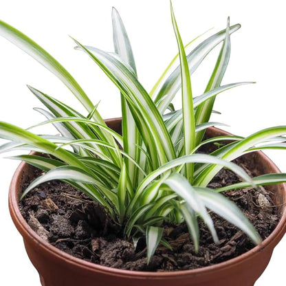 Curly Spider Plant Live in 4 Inch Pot, Air Purifying Houseplant, Tropical Plants for Home Office Decor, 4-7 Inch Tall, Variegated Curly Spider