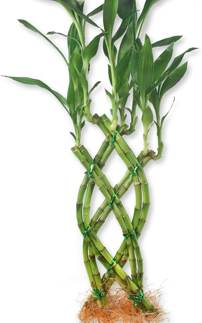 Lucky Indoor Bamboo Trellis - Live Plant - Ships Bare Root - Approx 10 Inch Tall Trellis Shaped Stalks - Air Purifying Feng-Shui Zen Garden Houseplants