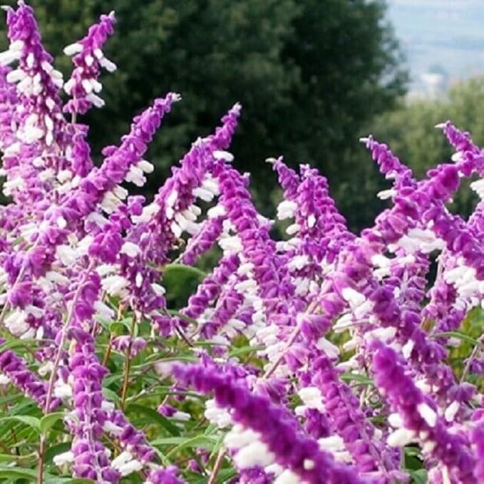 2 Vibrant Sage Salvia Live Plants, Fragrant Perennial Sage Plants Live for Spring Planting, Summer Planting, 5 to 10 Inches in Tall, (Mexican)