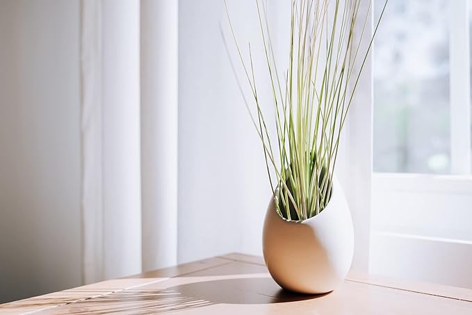 Large Juncea Air Plants 8 to 10 Inches - Live Succulent House Plants - Available in Wholesale and Bulk - Home and Garden Decor - Easy Care Indoor & Outdoor Air Plant (Pack of 3)