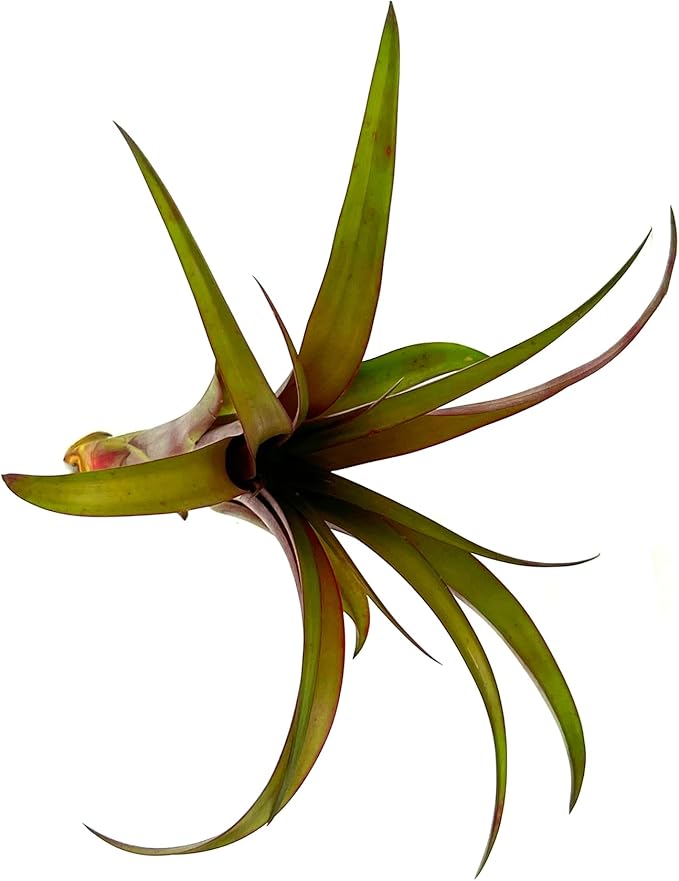 ragnaroc Air Plants - Tillandsia Red Capitata, Large 5-7” - 2 ct - Live Arrival Guaranteed - House Plants for Home Decor & Gift